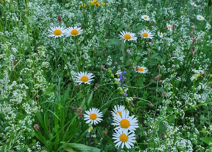 Magnifique Valerie 5 A Coucher & Vue Unique Gryon